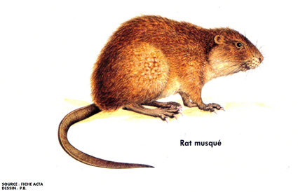 Rat musqué : Conseils traitement rat musqué